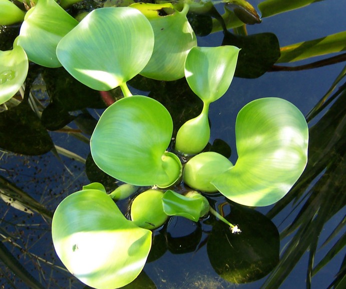 Water Hyacinth Floor Cushions (CF-23046)
