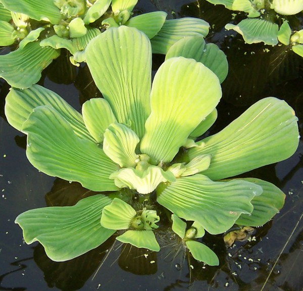 Water Lettuce – Pistia stratiotes | Moore Water Gardens