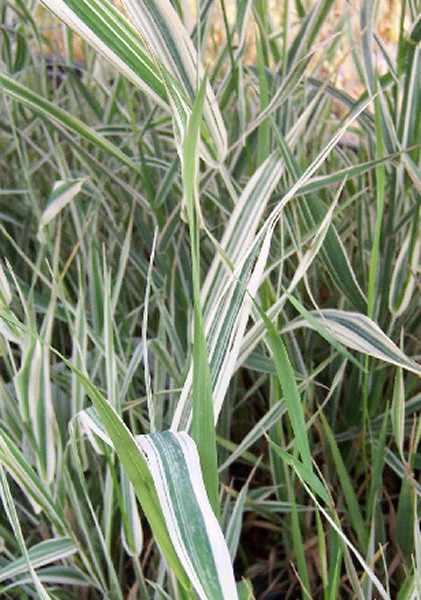 Ribbon Grass – Phalaris arundinacea sp | Moore Water Gardens