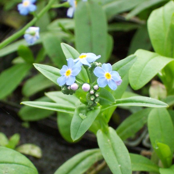 Water Myosotis scorpioides Moore Water Gardens