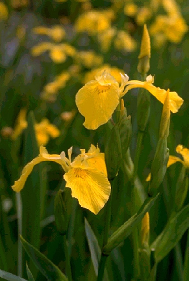 Yellow Water Iris Iris pseudacorus Moore Water Gardens