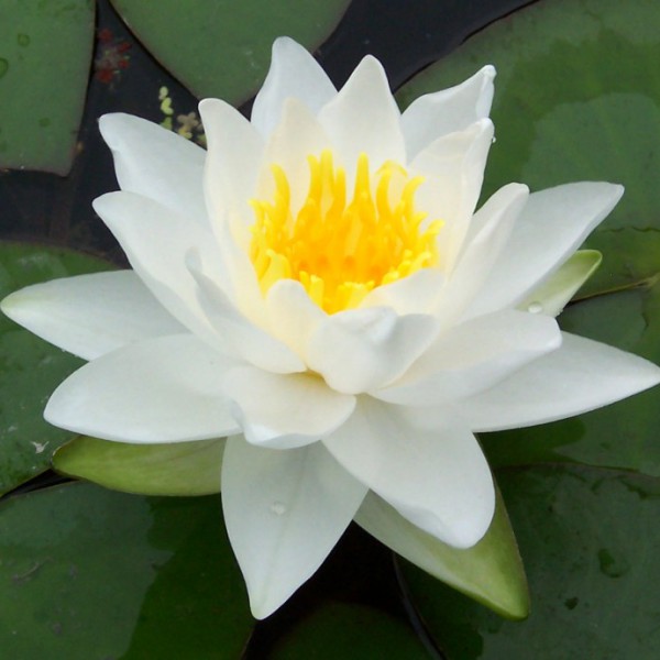 Hardy Water Lilies | Product Categories | Moore Water Gardens