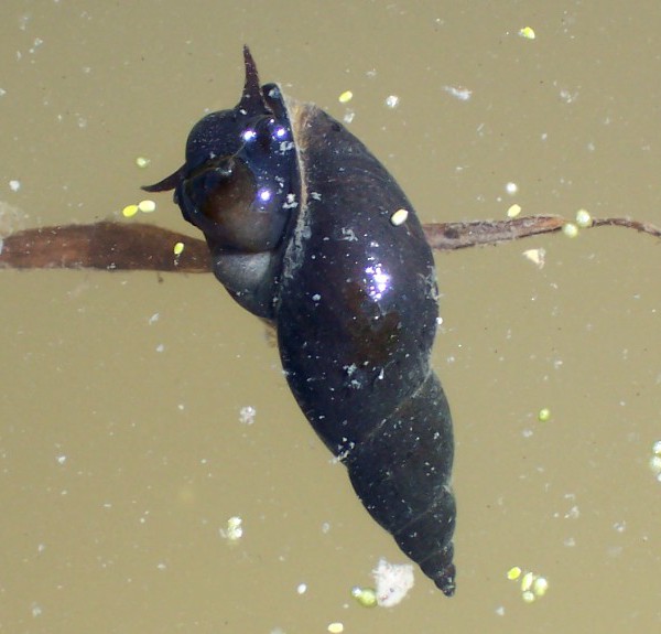 Melantho Snails Moore Water Gardens