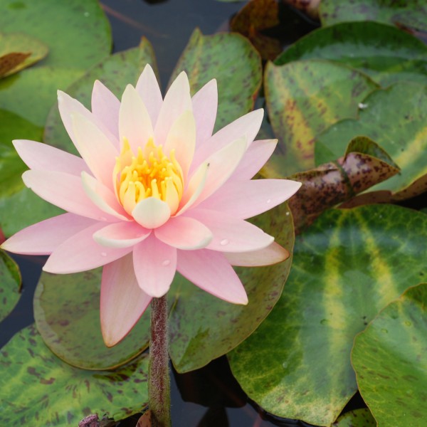 Hardy Water Lilies | Product Categories | Moore Water Gardens