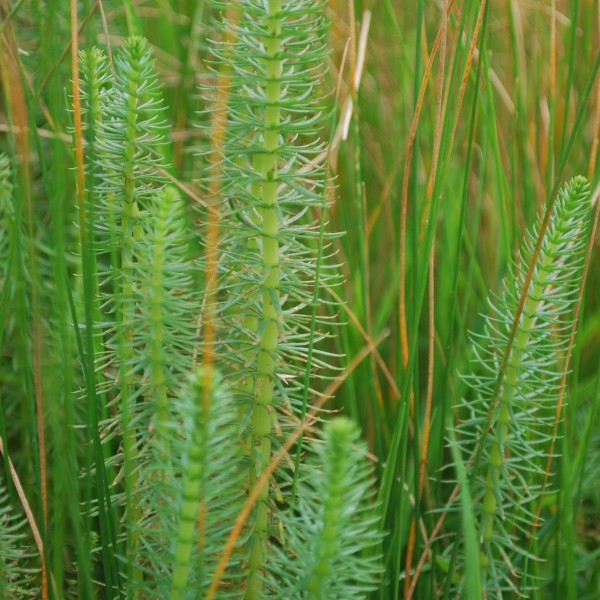 Mare’s Tail Hippuris vulgaris Moore Water Gardens
