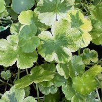 Variegated Water Pennywort - Hydrocotyle ranunculoides